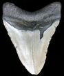 Bargain, Megalodon Tooth - North Carolina #59042-1